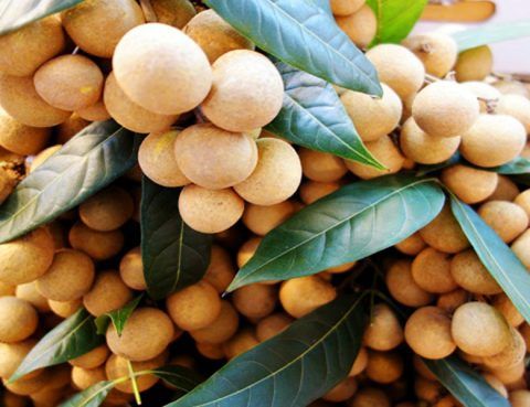 5 Manfaat Buah Kelengkeng, Kelengkeng, Buah Kelengkeng, Manfaat Kelengkeng, Manfaat Buah Kelengkeng, Vitamin Kelengkeng
