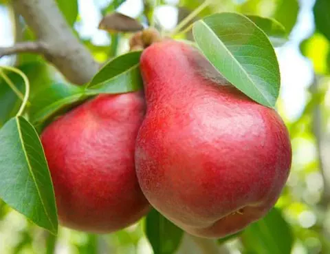 Manfaat Buah Pir Merah