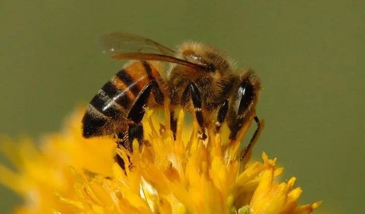 Bernapas dengan lebah 3 Cara